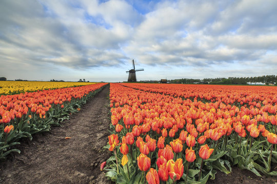 View of clouds over field of tulips and windmill