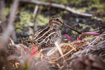 Wilson's Snipe (Gallinago delicata) sitting in marsh grasses