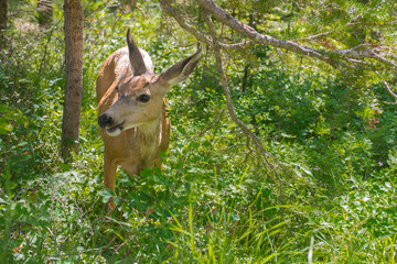 Doe Mule Deer browsing on forest underbrush