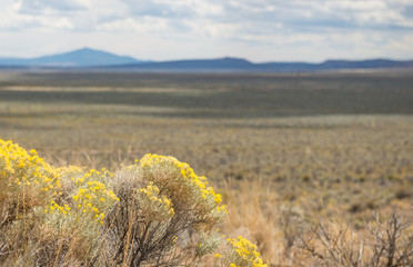 Blooming sagebrush with out of focus desert background