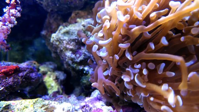 vibrant coral in tank 4K