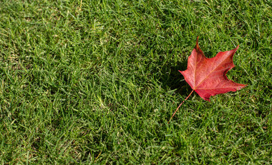 Single red autumn leaf on fresh green grass