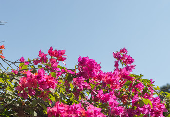 Obraz premium Vibrant pink bougainvillea against a blue sky