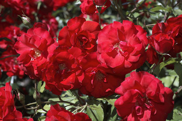 Rosa x / Rose 'La Sevillana'