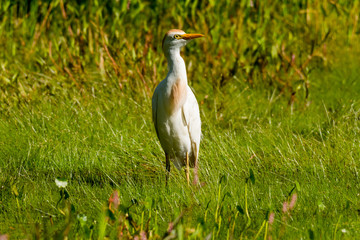 Cattle Egret