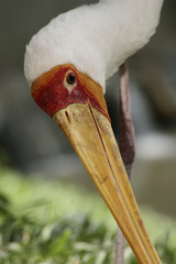 Ibis ibis / Mycteria ibis / Tantale ibis