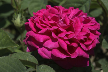 Rosa x / Rose 'Rose De Rescht'