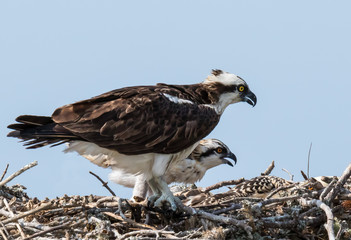 Osprey on nest