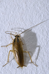 Blattella germanica / Blatte germanique / Cafard