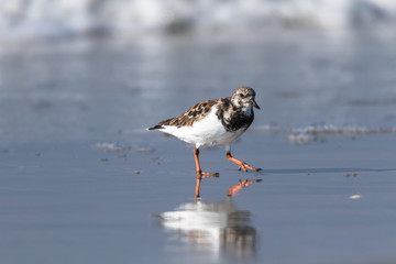 Ruddy Turnstone on beach