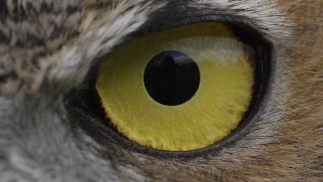 Horned Owl Close up slow blink eye 