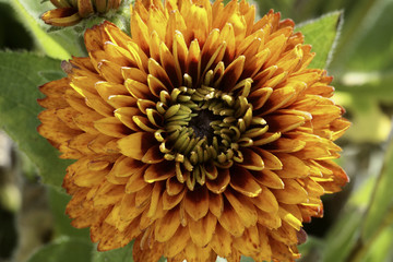 Rudbeckia hirta / Rudbeckia 'Cherokee Sunset'.