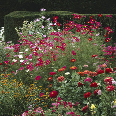 Massif / Zinnia / Cosmos