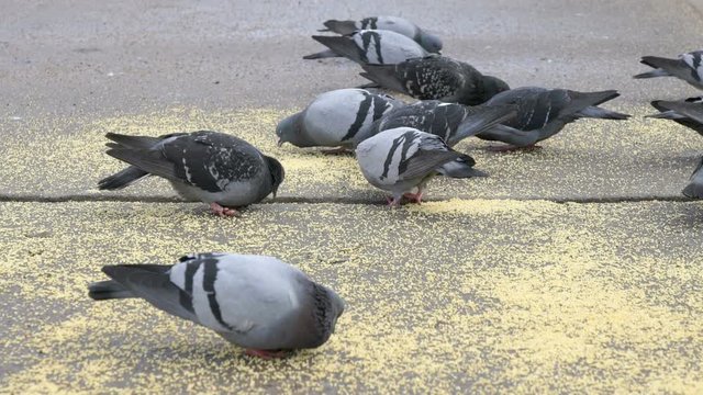 Flock of pigeons eating switchgrass in the urban park outdoors