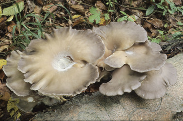 Pleurotus ostreatus / Pleurote en forme d'huître