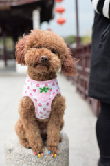 Cute Poodle dog Sitting on stone in an old China town