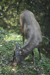 sambar deer