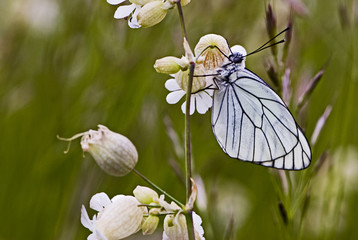 Aporia crataegi / Gazé / Piéride de l'aubépine