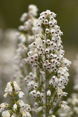Erica arborea / Bruyère arborescente