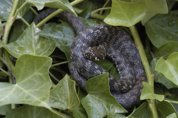 Natrix maura / Couleuvre vipérine