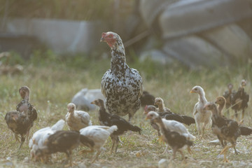 Hen with chicks in field sunset
