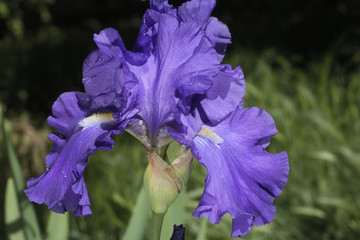 Iris germanica / Iris des jardins 'B.Suetesh'