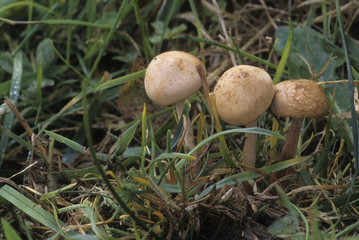 Pholiota gummosa / Pholiote gommeuse
