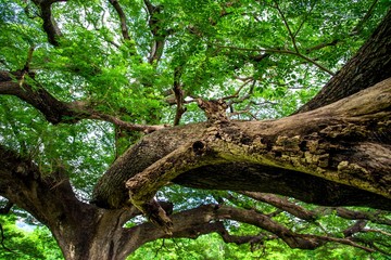 the forest