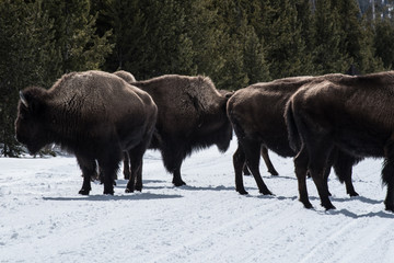 Bison in national park in the winter season