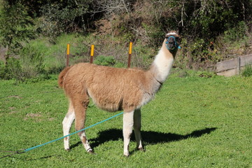 Brown and white llama on the grass