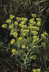 Euphorbia nicaeensis / Euphorbe de Nice