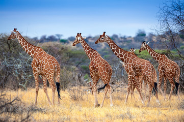 Samburu National Reserve. Kenya, Africa. A group of reticulated giraffes (Giraffe camelopardalis reticulate).