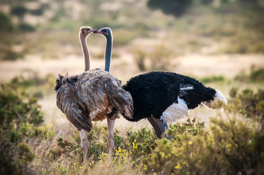 Samburu National Reserve. Kenya, Africa. Couple of Ostriches Somalis (Struthio molybdophanes).