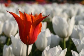 Tulip. Beautiful bouquet of tulips. colorful tulips. tulips in spring,colourful tulip