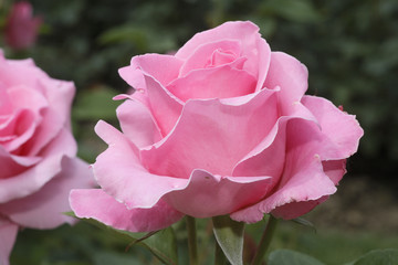 Rosa x / Rose 'Ultimate Pink'