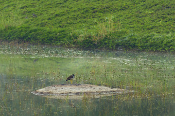 landscape nature of tropical forest reflection on the water lake