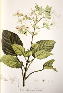 Illustration botanique / Clerodendrum viscosum / Clérodendron