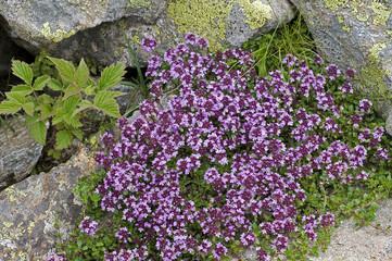 Thymus alpestris / Thym des Alpes