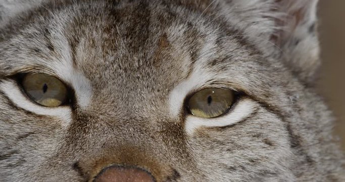 lynx close up eyes looking around 4k