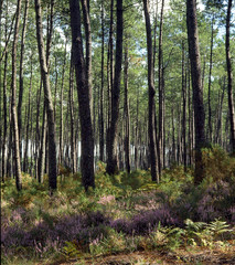 Pinus pinaster / Pin maritime / Pin des Landes