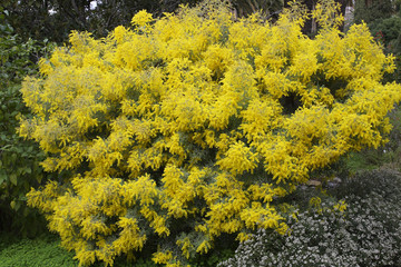 Acacia hanburyana / Mimosa
