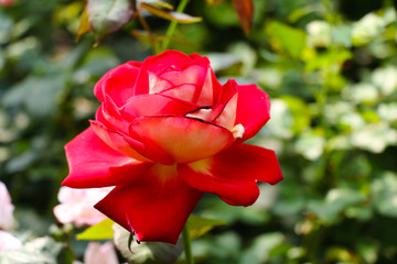 Red rose flower