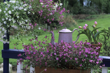 Fototapeta premium Silene pendula / Silène de Crète