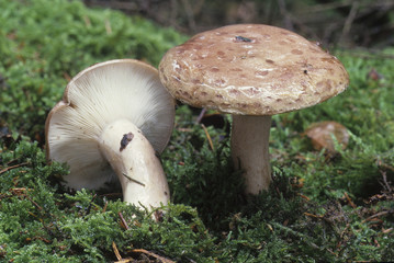Lactarius blennius / Lactaire muqueux