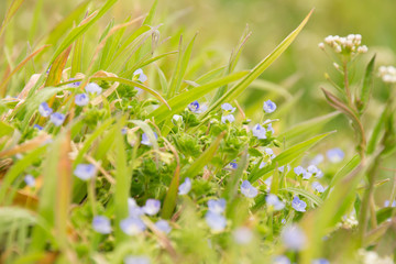 オオイヌノフグリ