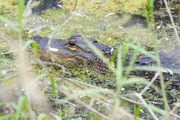 American Alligator (Alligator mississippiensis) in a swampy area hidden behind grasses