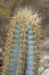 Pilosocerus pachycladus
