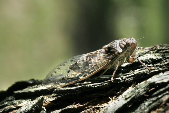 Cicada orni / Cigale de l'orne / Cigale grise