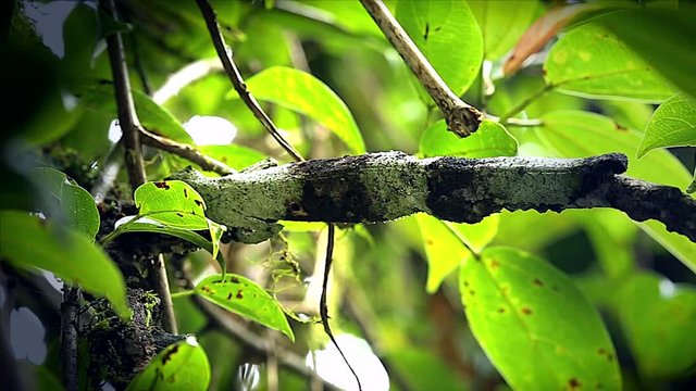 Mossy Leaf-tailed Gecko (Uroplatus sikorae) in Ranomafana National Park, Eastern Madagascar. Watch as gecko reveals itself on branch. Leaves, branch, forest, foliage, tree, rain.