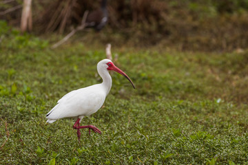 American White Ibis (Eudocimus albus)